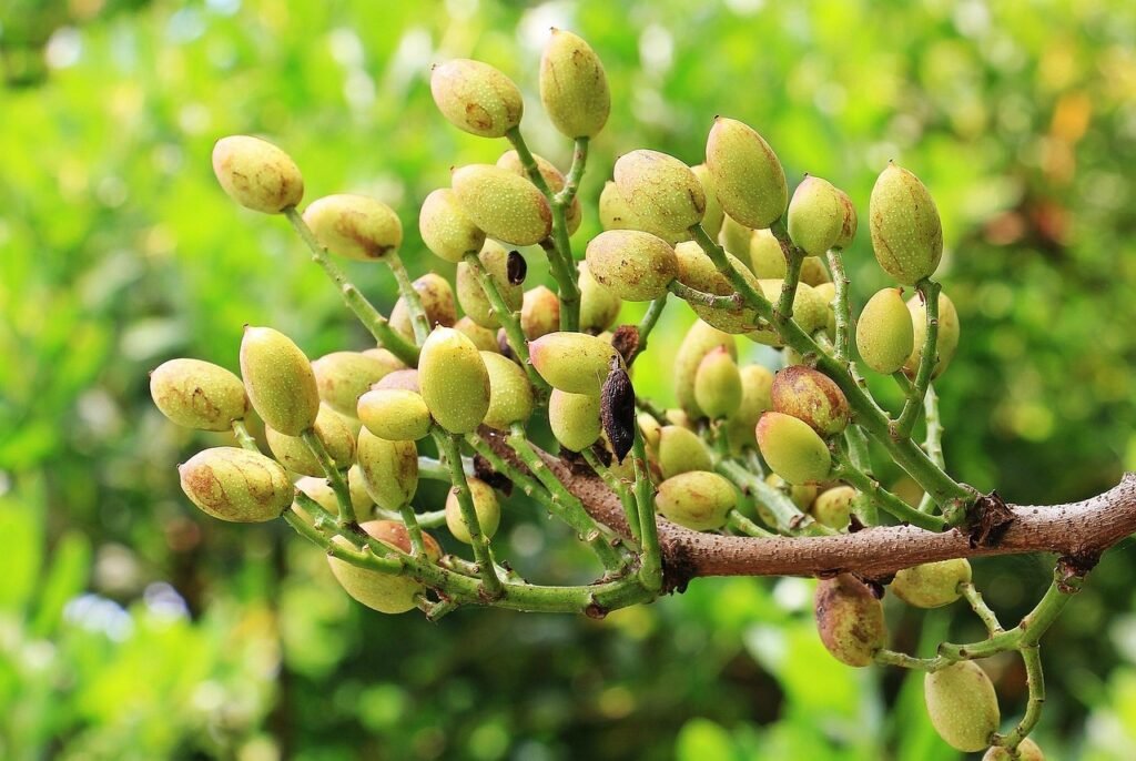 Pistachier lentisque